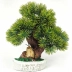 Vaso com Planta Bonsai MEK